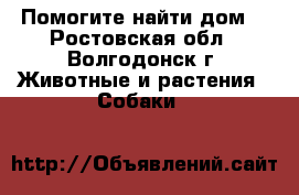 Помогите найти дом! - Ростовская обл., Волгодонск г. Животные и растения » Собаки   
